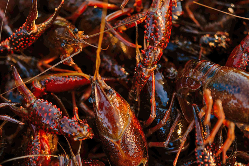 LCVC image - Crawfish